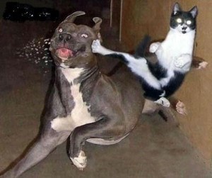 Cat-Kicking-Dog